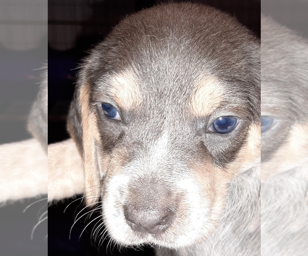 Medium Photo #10 Beagle Puppy For Sale in CARTHAGE, TX, USA