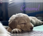 Small #7 Goldendoodle