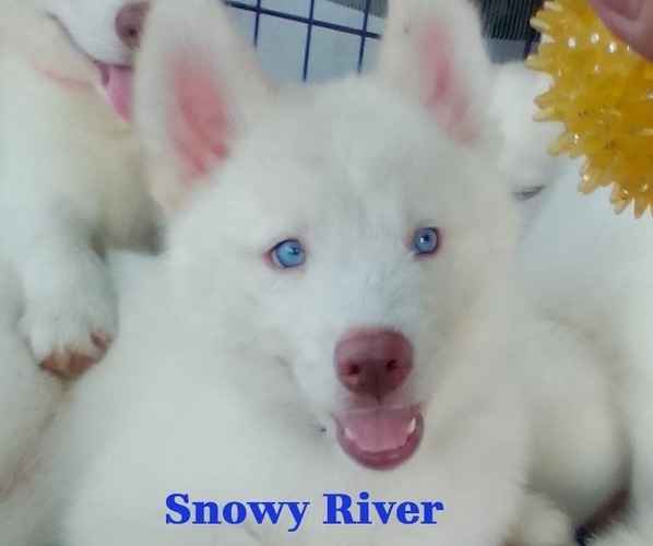 Medium Photo #1 Siberian Husky Puppy For Sale in GONZALES, LA, USA