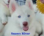 Small Siberian Husky