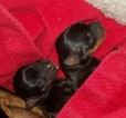 Small Photo #6 Miniature Pinscher Puppy For Sale in BULGER, PA, USA