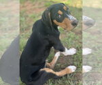 Small #7 Mutt