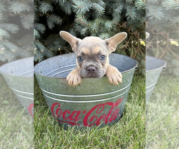 Medium Photo #4 French Bulldog Puppy For Sale in MIDDLEBURY, IN, USA
