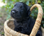 Small #4 Black Russian Terrier
