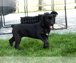 Small Photo #46 Cane Corso Puppy For Sale in WAKARUSA, IN, USA