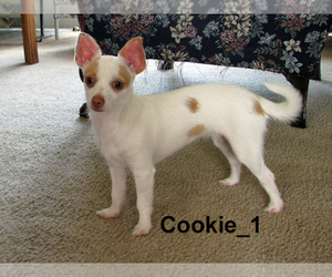 Mother of the Chihuahua puppies born on 05/17/2025