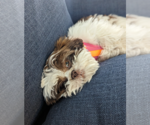 Mother of the Shih Tzu puppies born on 04/11/2025