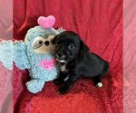 Small Photo #1 Mutt Puppy For Sale in Colton, CA, USA