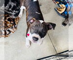 Small #6 American Pit Bull Terrier