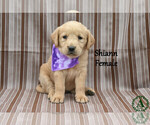 Puppy Shiann Golden Labrador
