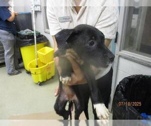 American Pit Bull Terrier Dogs for adoption in Oklahoma City, OK, USA