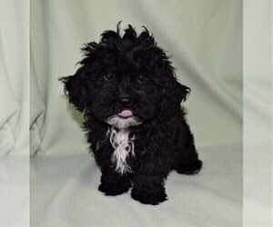 ShihPoo Puppy for sale in BARNESVILLE, KS, USA