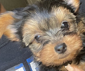 Medium Yorkshire Terrier