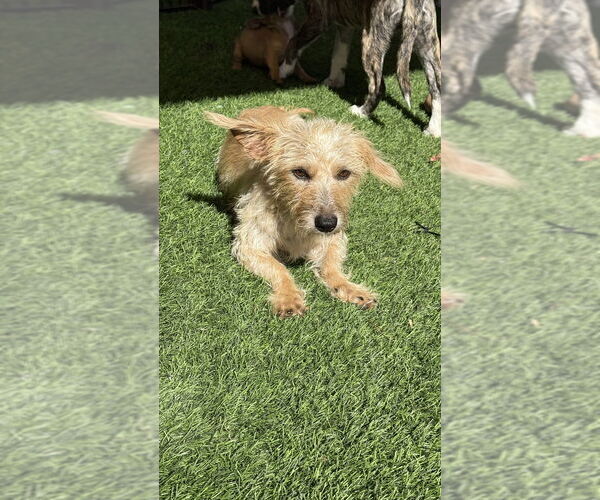 Medium Photo #4 Cairn Terrier-Dachshund Mix Puppy For Sale in San Diego , CA, USA