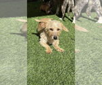 Small #3 Cairn Terrier-Dachshund Mix
