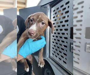 Mutt Dogs for adoption in San Antonio, TX, USA