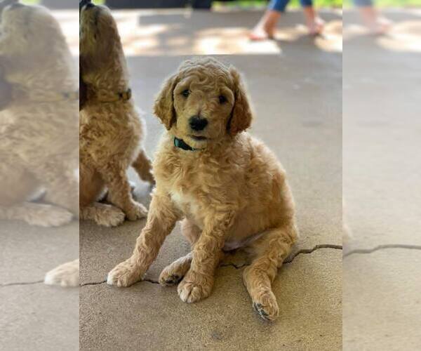 Medium Photo #10 Poodle (Standard) Puppy For Sale in STEPHENVILLE, TX, USA