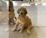 Small Photo #10 Poodle (Standard) Puppy For Sale in STEPHENVILLE, TX, USA