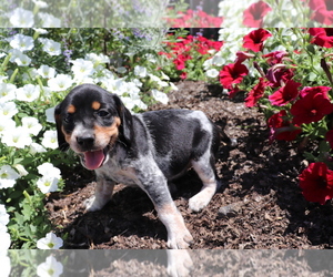 Bluetick Coonhound-English Springer Spaniel Mix Puppy for sale in SHILOH, OH, USA