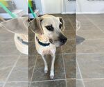 Small #2 Labrador Retriever Mix