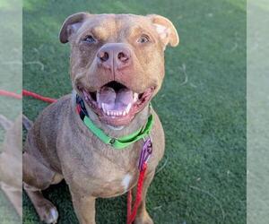Mutt Dogs for adoption in Las Vegas, NV, USA