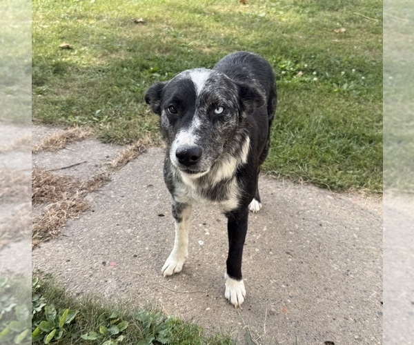 Medium Photo #1 Border-Aussie Puppy For Sale in MOUNT PLEASANT, IA, USA