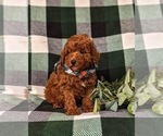 Small #3 Poodle (Miniature)