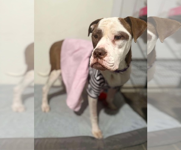 Medium Photo #3 Boxer-Unknown Mix Puppy For Sale in Dallas, TX, USA