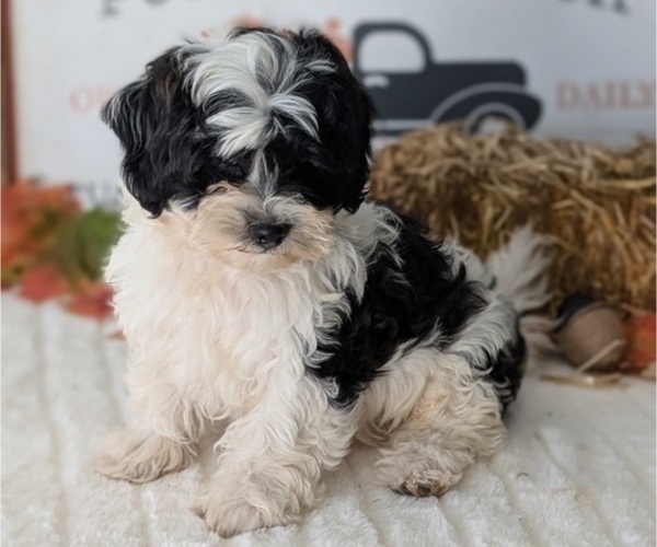 Medium Photo #76 ShihPoo Puppy For Sale in GOSHEN, IN, USA