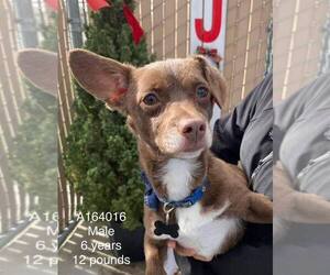 Chiweenie Dogs for adoption in Calgary, Alberta, Canada