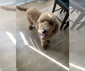Poodle (Standard) Puppy for sale in LACEY, WA, USA