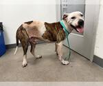Small American Pit Bull Terrier