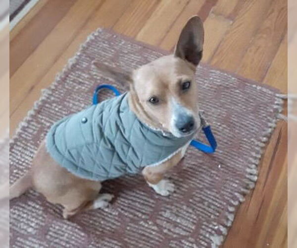 Medium Photo #4 Chihuahua-Unknown Mix Puppy For Sale in Alexandria, KY, USA