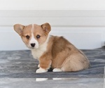 Small #2 Pembroke Welsh Corgi