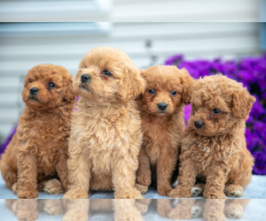 Goldendoodle (Miniature) Litter for sale in NAPPANEE, IN, USA