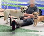 Small #3 Labrador Retriever Mix