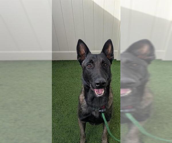 Medium Photo #1 Mutt Puppy For Sale in Camarillo, CA, USA