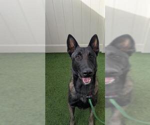 Mutt Dogs for adoption in Camarillo, CA, USA