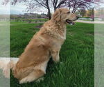 Small #1 Golden Retriever