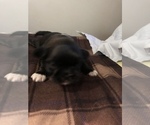 Small Photo #3 Shih Tzu Puppy For Sale in WESTLAND, MI, USA