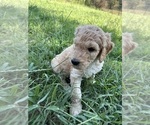 Small #3 Goldendoodle