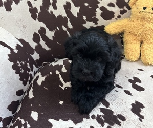Poodle (Miniature)-Whoodle Mix Puppy for Sale in WHITNEY, Texas USA