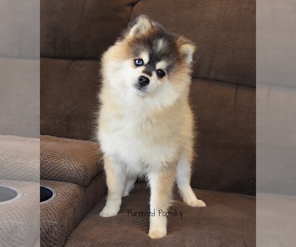Medium Photo #6 Pomsky Puppy For Sale in KANSAS CITY, MO, USA