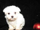 Small Photo #1 Maltese Puppy For Sale in TUCSON, AZ, USA