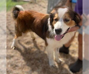 Medium Great Pyrenees-Saint Bernard Mix