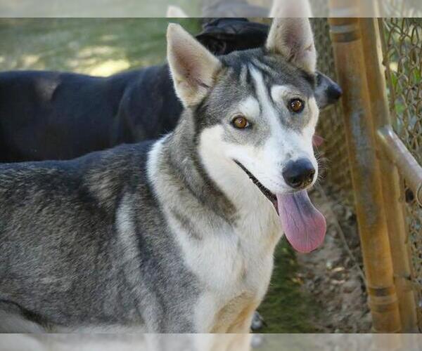 Medium Photo #2 Siberian Husky-Unknown Mix Puppy For Sale in Tallahassee, FL, USA
