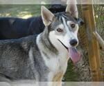 Small Photo #2 Siberian Husky-Unknown Mix Puppy For Sale in Tallahassee, FL, USA