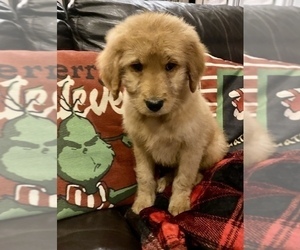 Goldendoodle Puppy for sale in ROMEO, MI, USA