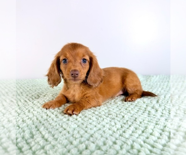Medium Photo #4 Dachshund Puppy For Sale in GREENFIELD, IN, USA