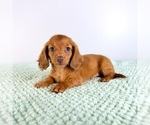 Small #3 Dachshund